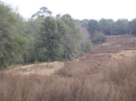 overgrown golf course